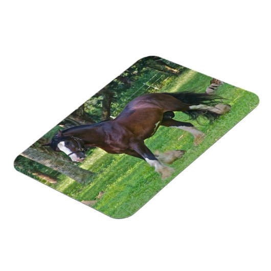 Clydesdale Horse Magnet (Linke Seite)
