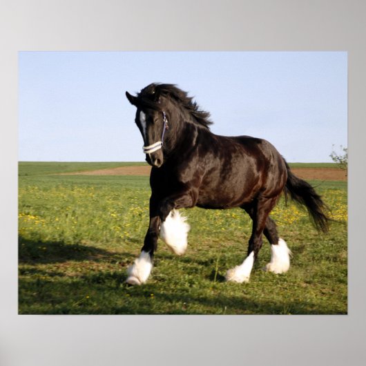 Clydesdale Horse Poster (Vorne)