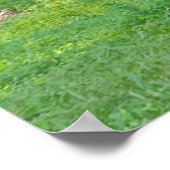 Clydesdale Horse Poster (Ecke)