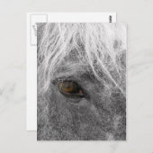 Clydesdale Horse Postkarte (Vorne/Hinten)