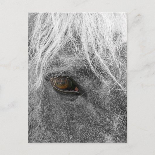 Clydesdale Horse Postkarte (Vorderseite)