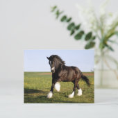 Clydesdale Horse Postkarte (Stehend Vorderseite)