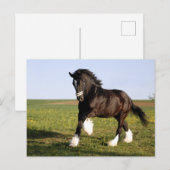 Clydesdale Horse Postkarte (Vorne/Hinten)