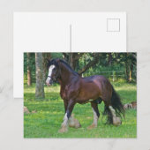 Clydesdale Horse Postkarte (Vorne/Hinten)