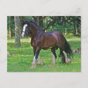 Clydesdale Horse Postkarte