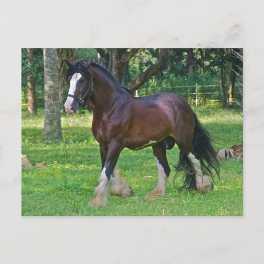 Clydesdale Horse Postkarte (Vorderseite)