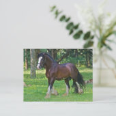 Clydesdale Horse Postkarte (Stehend Vorderseite)