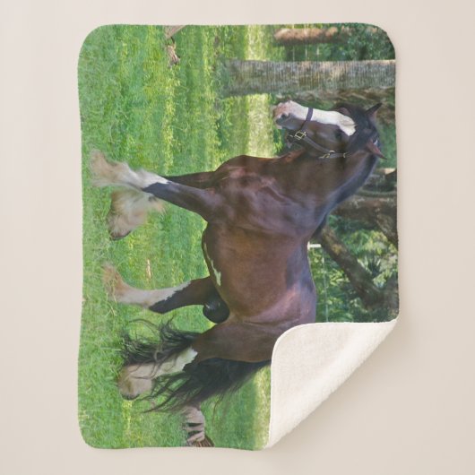 Clydesdale Horse Sherpadecke (Vorderseite)