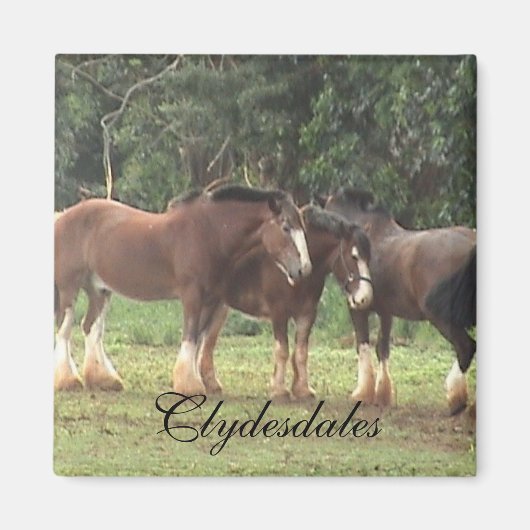 Clydesdale Magnet (Vorne)
