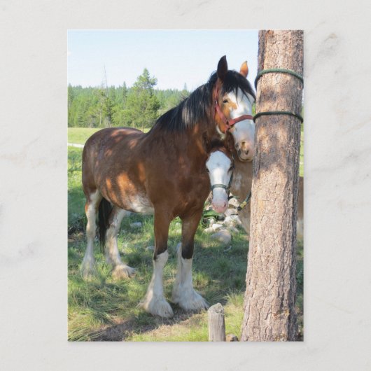 Clydesdale Mama und Baby Postkarte (Vorderseite)