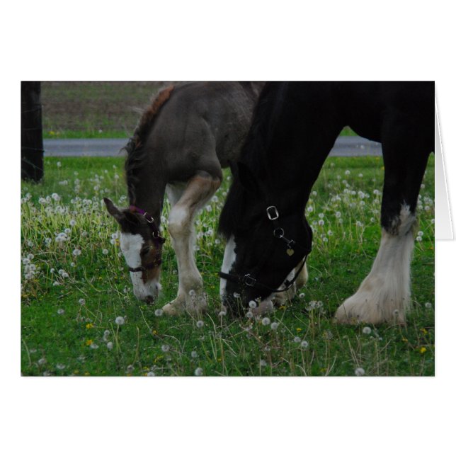 Clydesdale Mare & Colt (Vorderseite (Horizontal))