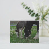Clydesdale Mare & Colt Postkarte (Stehend Vorderseite)
