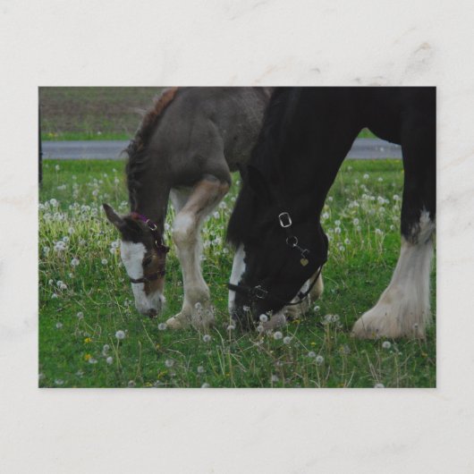 Clydesdale Mare & Colt Postkarte (Vorderseite)