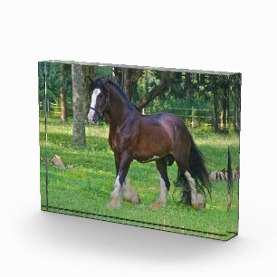 Clydesdale-Pferd Fotoblock