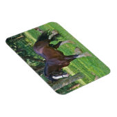 Clydesdale-Pferd Magnet (Rechte Seite)