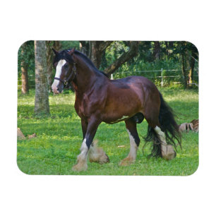 Clydesdale-Pferd Magnet