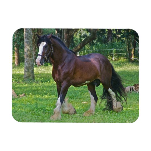 Clydesdale-Pferd Magnet (Horizontal)