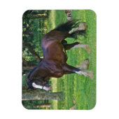Clydesdale-Pferd Magnet (Vertikal)