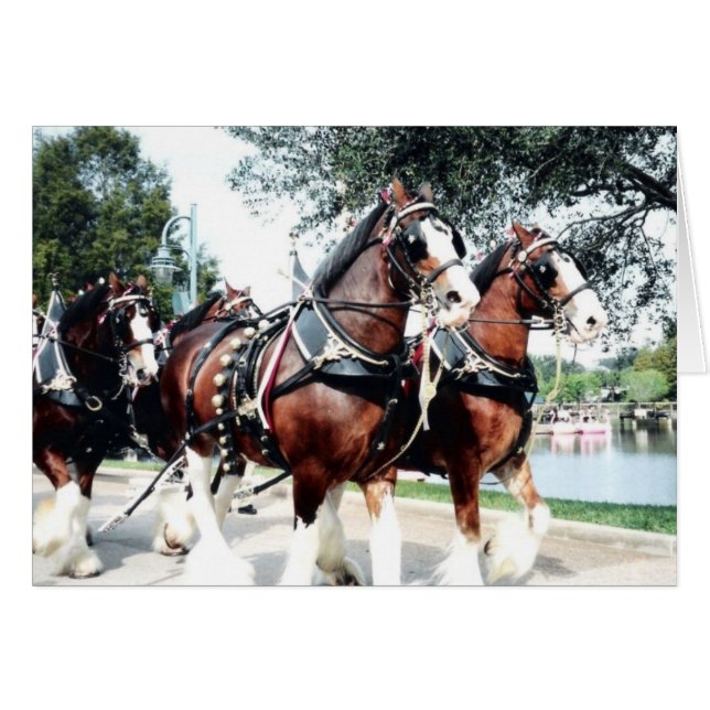 Clydesdale Pferde (Vorderseite (Horizontal))