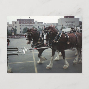 Clydesdale-Pferde auf dem Midtown Plaza in Elmira, Postkarte