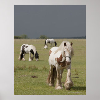 Clydesdale Pferde auf einem Feld, Northumberland, Poster