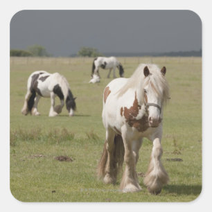 Clydesdale Pferde auf einem Feld, Northumberland, Quadratischer Aufkleber