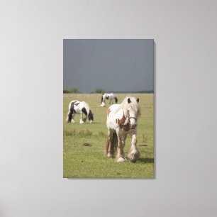 Clydesdale Pferde auf einem Gebiet, Leinwanddruck