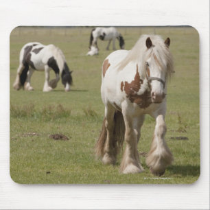 Clydesdale Pferde auf einem Gebiet, Mousepad