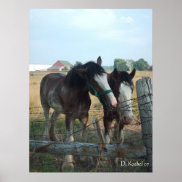 Clydesdale Pferde Poster