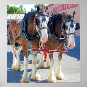 Clydesdale Pferde Poster