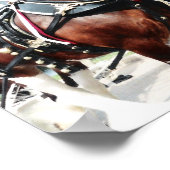 Clydesdale Pferde Poster (Ecke)
