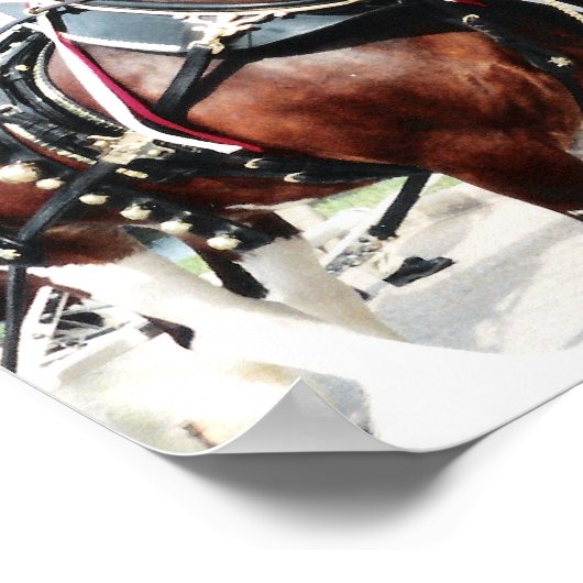 Clydesdale Pferde Poster (Ecke)