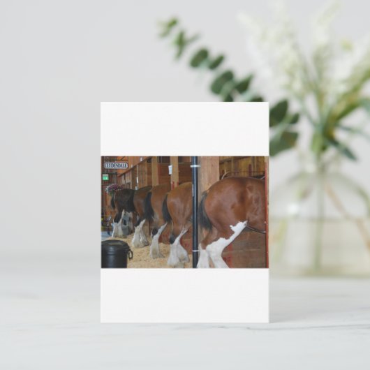 Clydesdale Pferde Postkarte (Stehend Vorderseite)