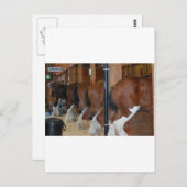 Clydesdale Pferde Postkarte (Vorne/Hinten)