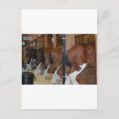 Clydesdale Pferde Postkarte (Vorderseite)