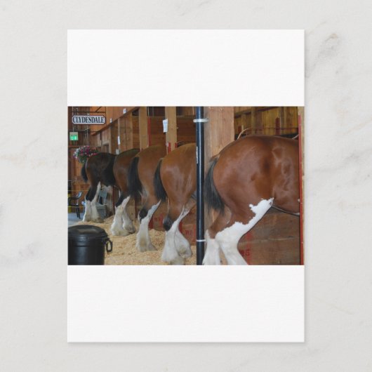 Clydesdale Pferde Postkarte (Vorderseite)