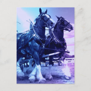 Clydesdale Postcard Postkarte