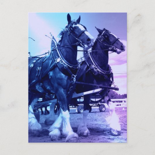 Clydesdale Postcard Postkarte (Vorderseite)