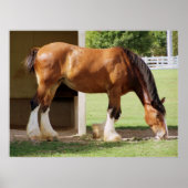 Clydesdale Poster (Vorne)