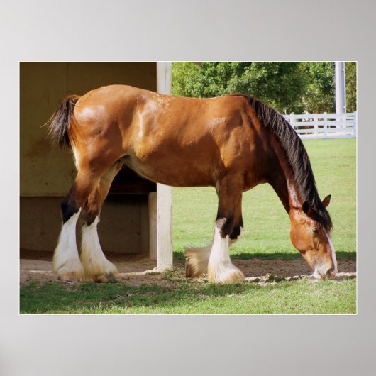 Clydesdale Poster (Vorne)