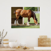 Clydesdale Poster (Küche)