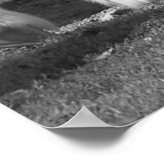 Clydesdale Poster (Ecke)