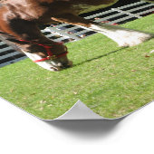 Clydesdale Poster (Ecke)