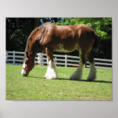 Clydesdale Poster (Vorne)