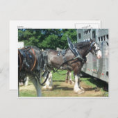 Clydesdale Postkarte (Vorne/Hinten)