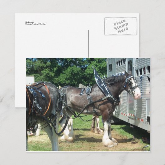 Clydesdale Postkarte (Vorne/Hinten)