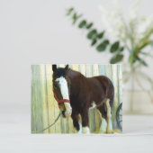 Clydesdale Postkarte (Stehend Vorderseite)