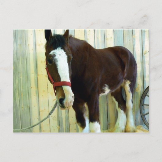 Clydesdale Postkarte (Vorderseite)