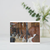 Clydesdale Postkarte (Stehend Vorderseite)