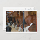 Clydesdale Postkarte (Vorne/Hinten)